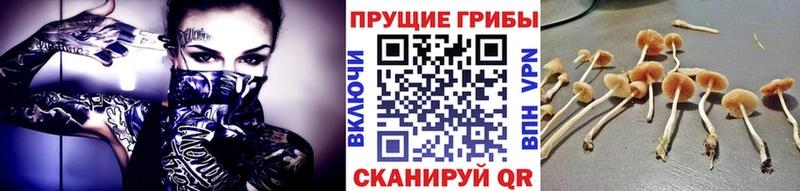 Псилоцибиновые грибы GOLDEN TEACHER  hydra tor  Холмск 